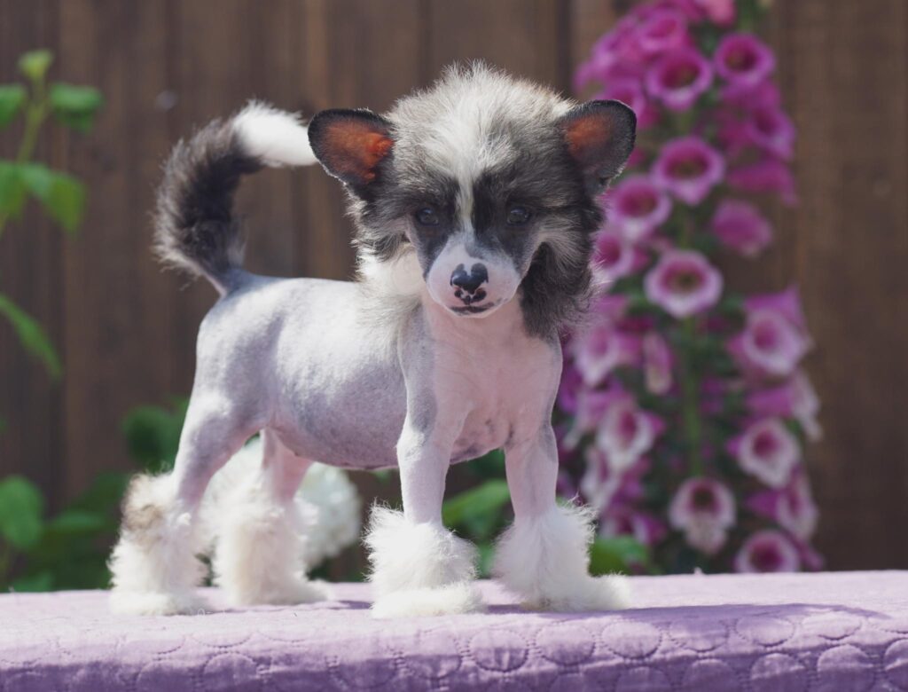 Chinese Crested Puppy