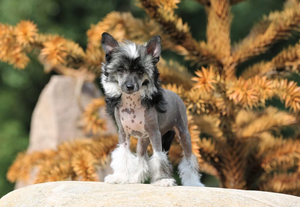 Chinese Crested Puppies for sale. male and female available. comes with all paperwork, vaccinated and fast same day delivery anywhere