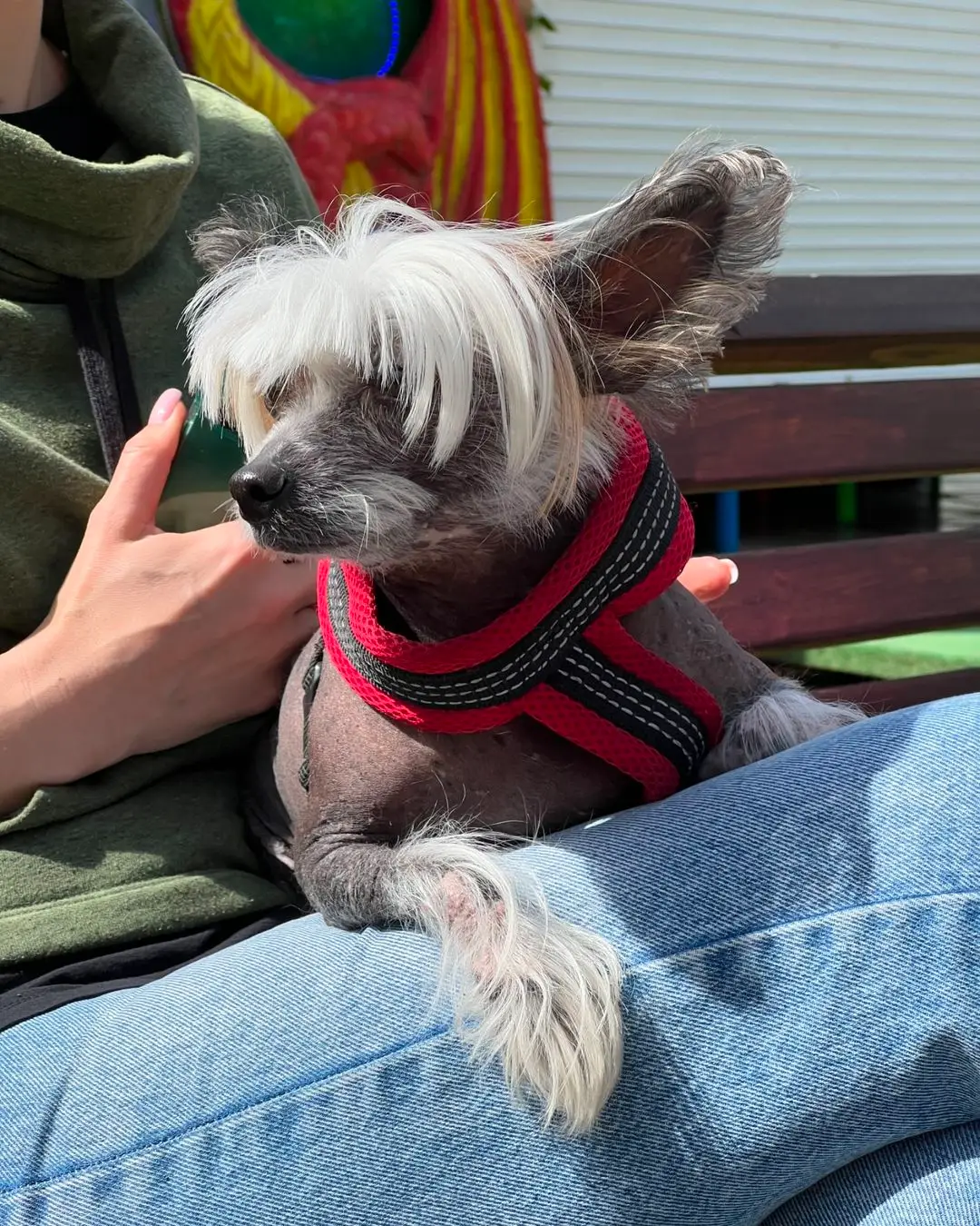 Chinese Crested Puppies