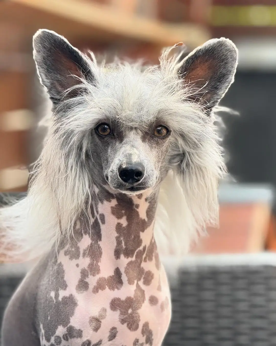 Chinese Crested Puppies