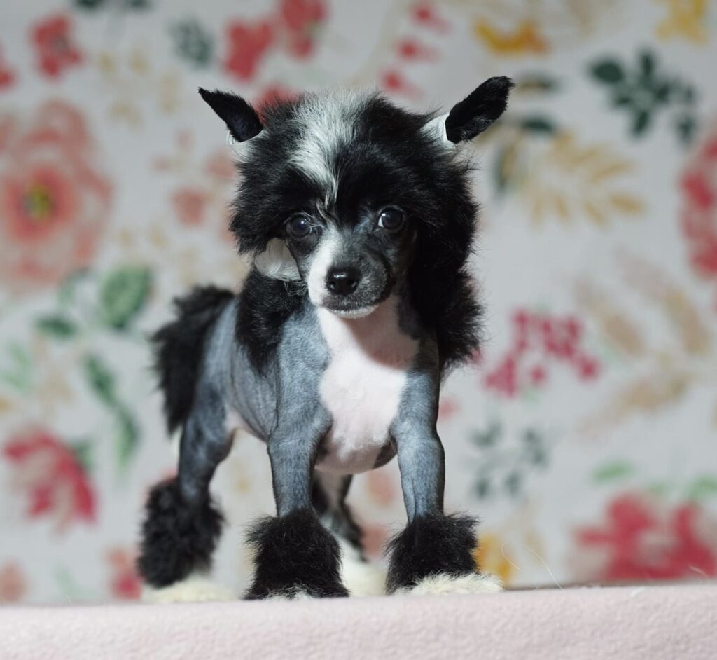 Chinese Crested Puppy