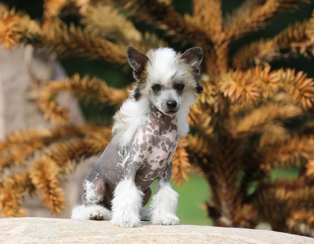 Hairless Chinese Crested