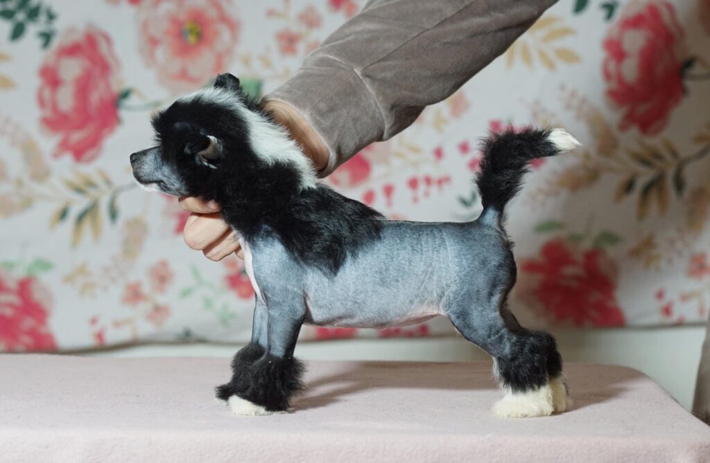 Hairless Chinese Crested Puppies